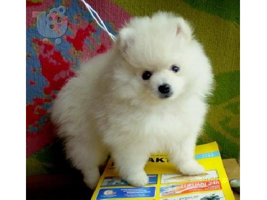 PoulaTo: Pomeranian κουταβι