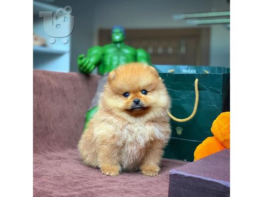 POMERANIAN