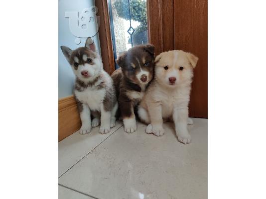 PoulaTo: Κουτάβια Pomsky