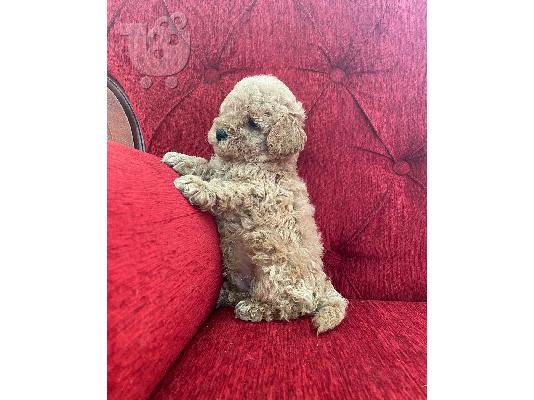Κουτάβια Poodle