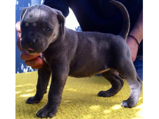 CANE CORSO