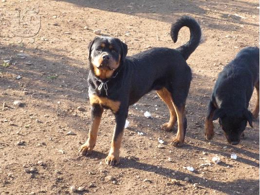 εκπαιδευμενα μεγαλοσωμα rottweiler