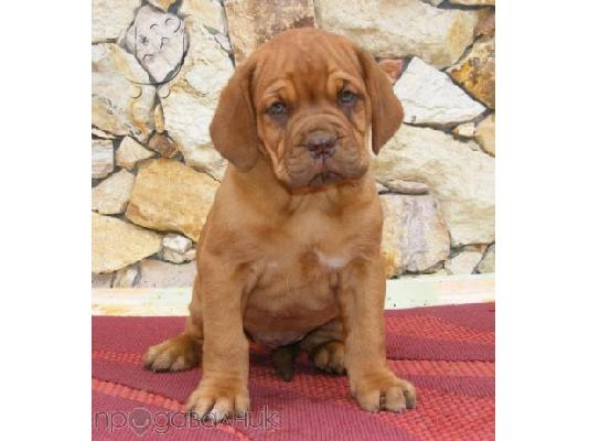 PoulaTo: DOGO DE BORDELOUX