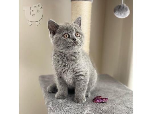 ΠΟΛΥ ΚΑΛΗ ΕΚΠΤΩΣΗ SCITTISH FOLD KITTEN ΔΙΑΘΕΣΙΜΟ