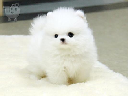 PoulaTo: Όμορφη Pomeranian