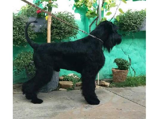 PoulaTo: Γίγαντας Schnauzer