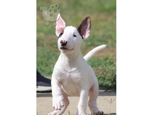 PoulaTo: Κουτάβια Mini Bull Terrier