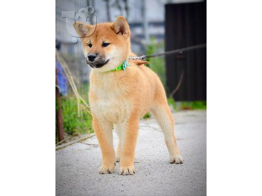 Κουτάβια Shiba Inu