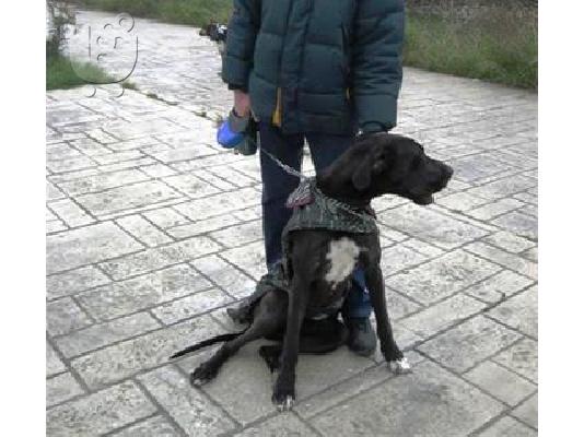 ΚΑΘΑΡΟΑΙΜΗ ΜΟΛΟΣΣΟΣ ΧΑΡΙΖΕΤΑΙ