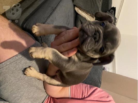 Κουτάβια AKC FrenchBulldog+34634098453