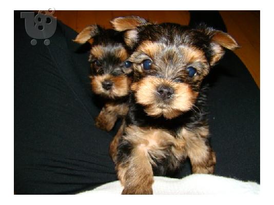 PoulaTo: Yorkshire terrier koutávia