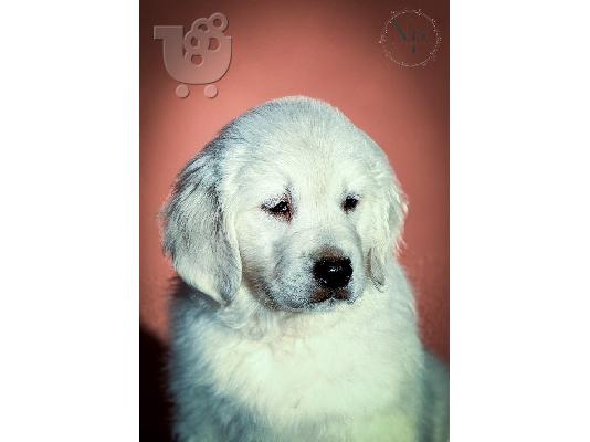 PoulaTo: Κουτάβια Golden Retriever