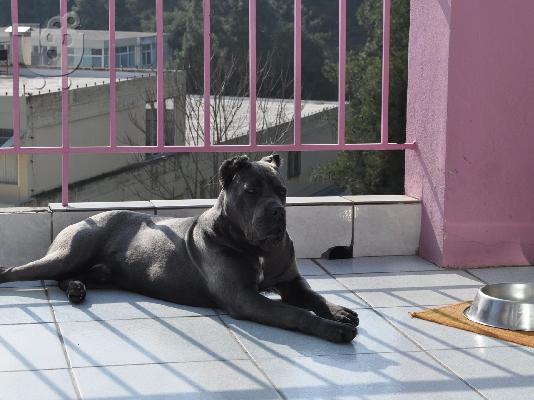 PoulaTo: cane corso