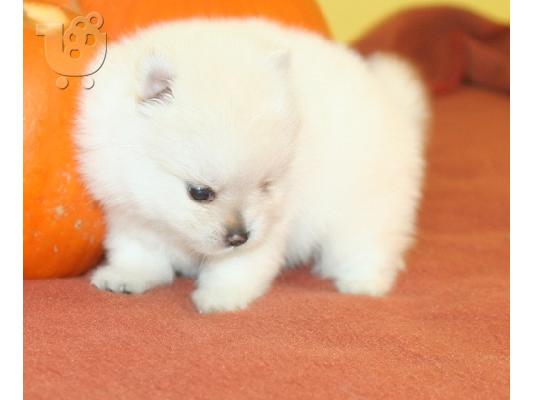 PoulaTo: Pomeranian κουτάβια