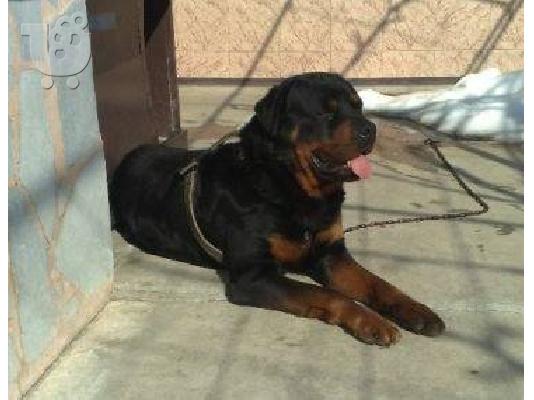 Rottweiler καθαροαιμα  6979314054 ΑΘΗΝΑ-ΘΕΣΣΑΛΟΝΙΚΗ -ΚΡΗΤΗ