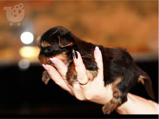 PoulaTo: Yorkshire Terrier, κουτάβια, 10 εβδομάδες, έτοιμοι να πάνε τώρα,.
