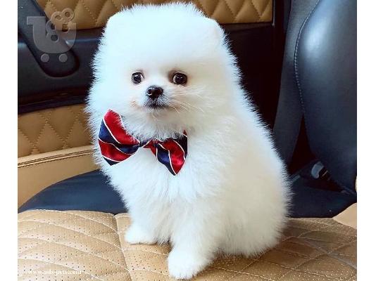 PoulaTo: Rehoming ένα γλυκό κουτάβι Pomeranian!