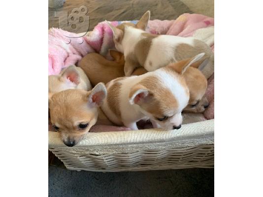 PoulaTo: Chihuahua