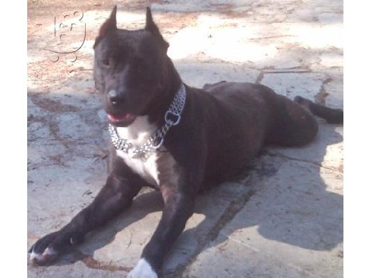 pitbull koutabia πιτμπουλ κουταβια