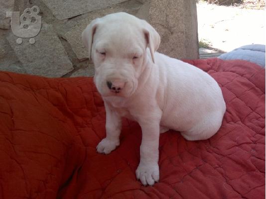 Dogo Argentino 