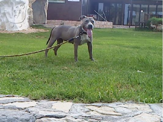 BLUE NOSE X RED NOSE CHOCOLATE KOYTABIA ΚΡΗΤΗ-ΑΘΗΝΑ-ΘΕΣΣΑΛΟΝΙΚΗ