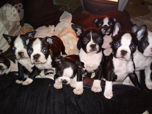 Boston terrier