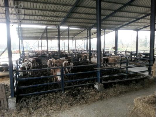 ΜΟΣΧΑΡΙΑ  ΚΡΕΟΠΑΡΑΓΩΓΗΣ  ΛΙΜΟΥΖΙΝ
