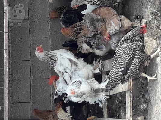PoulaTo: Κοτες πάπιες χηνες