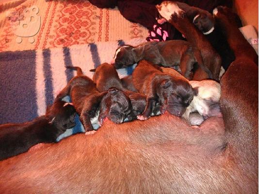 PoulaTo: pitbull