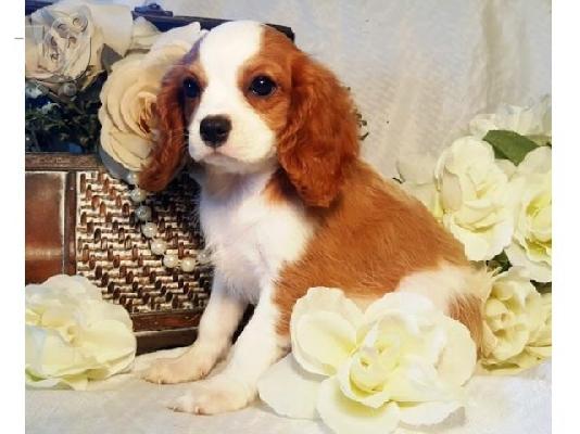 PoulaTo: Φοβερό Cavalier King Charles Spaniel Κουτάβι