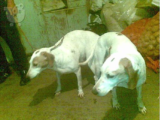 Ίστρια σκύλο istrian hound