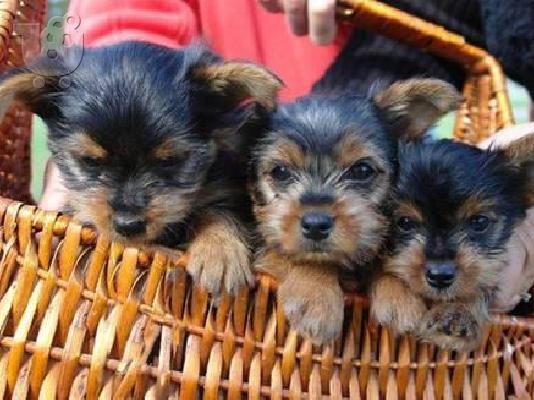 PoulaTo: Μικρά κουτάβια Yorkie