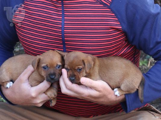 PoulaTo: Νεαρά κουτάβια Jack Russell Terrier Έτοιμα να φύγουν