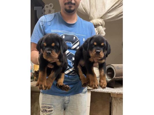 PoulaTo: Rottweiler puppies for sale