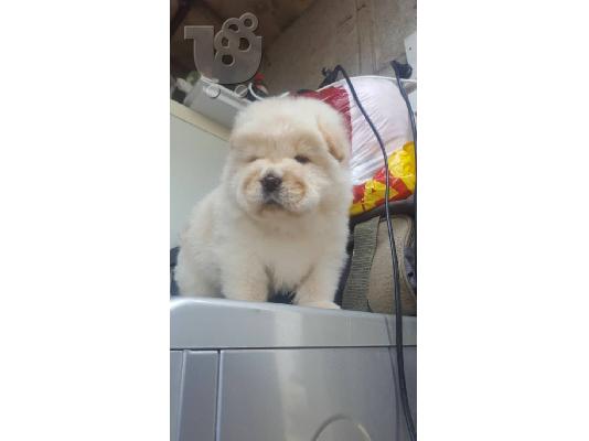 Διαθέσιμα κουτάβια Chow Chow.