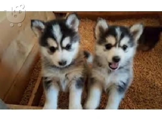 PoulaTo: Σιβηρικά κουτάβια Husky