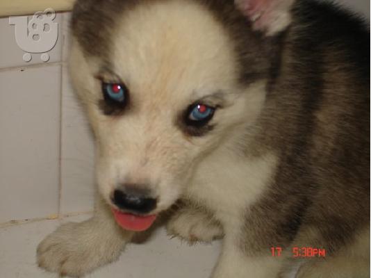 ΠΩΛΟΥΝΤΑΙ HUSKY-ΚΑΘΑΡΟΑΙΜΑ ΚΟΥΤΑΒΙΑ