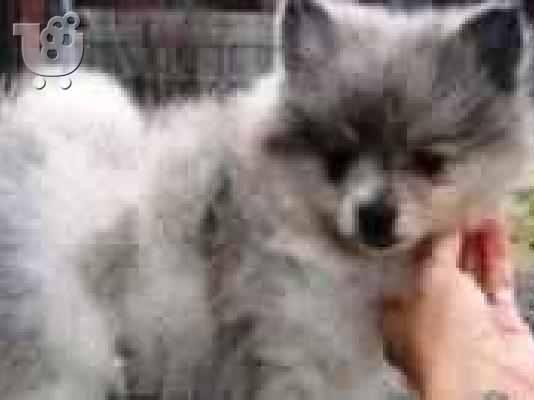 PoulaTo:  [pomeranian toi (πομερανιαν τοι ) ]  Πεκινουά