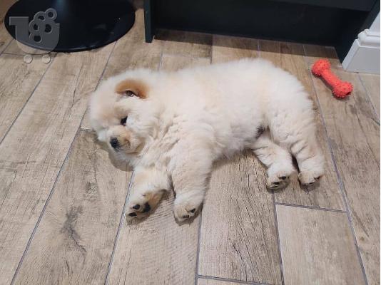 ΔΙΑΘΕΣΙΜΑ LOVELY CHOW CHOW PUPPY