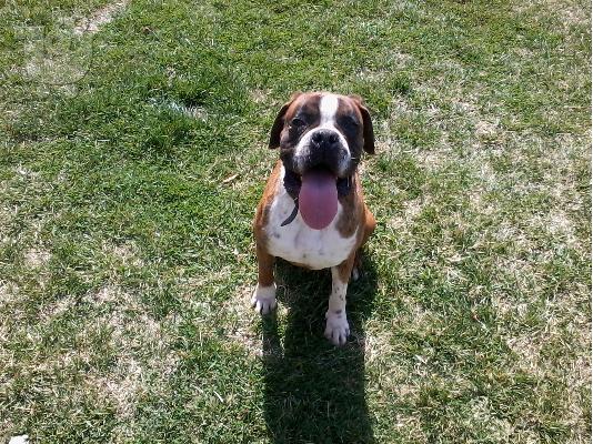 boxer