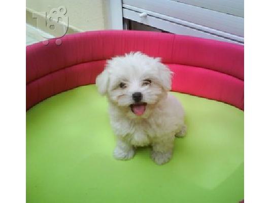 PoulaTo: maltese mini