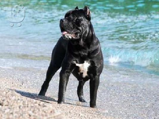 CANE CORSO