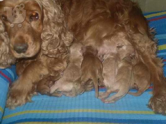 PoulaTo: KOKER SPANIEL