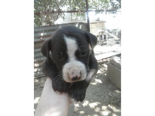 polounte pit bull