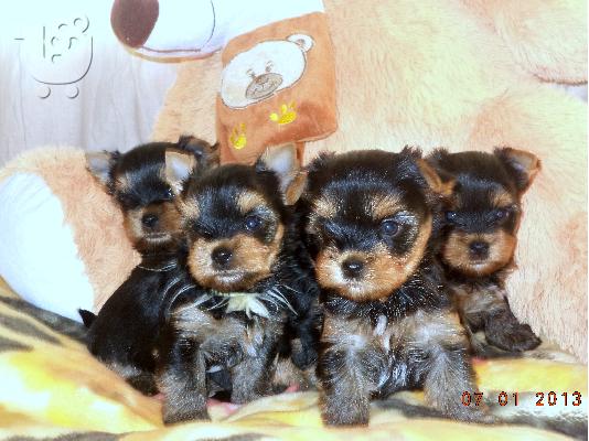 PoulaTo: Πωλούνται Yorkshire-Terrier