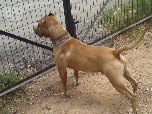 ΠΩΛΟΥΝΤΑΙ PIT BULL ΕΚΛΕΚΤΗΣ ΕΚΤΡΟΦΗΣ