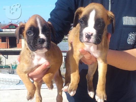 boxer