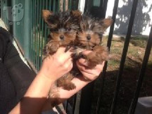 PoulaTo: yorkshire terrier teacup