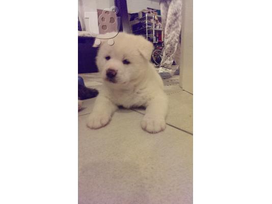 PoulaTo: Akita Inu