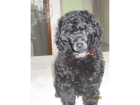 PoulaTo: ΚΑΝΙΣ ΤΟΥ (TOY POODLE) Πουντλ